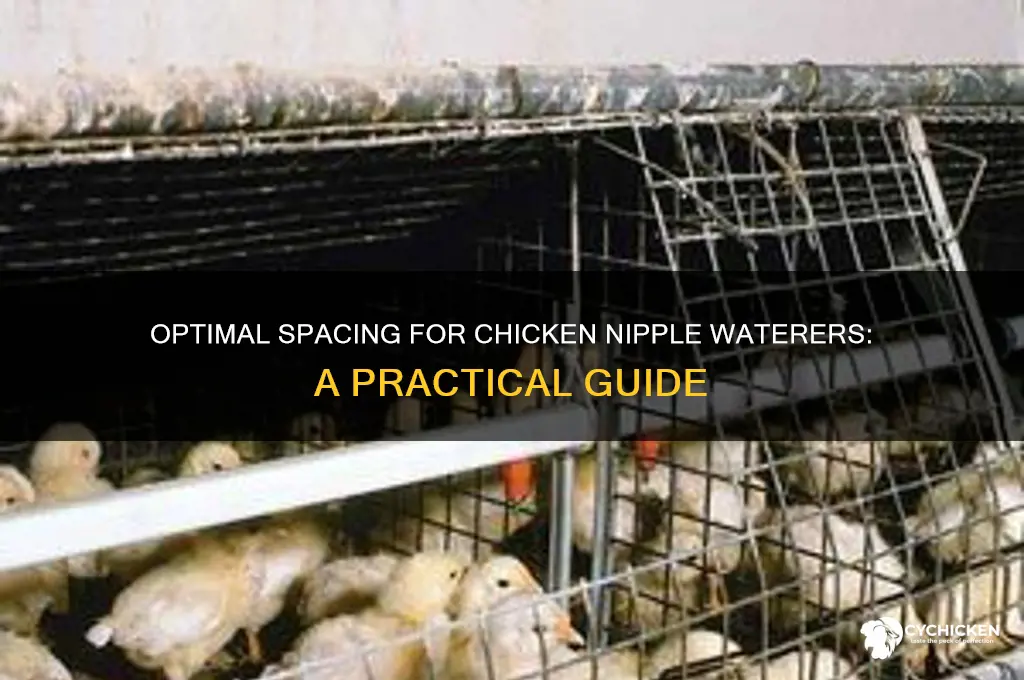 how far apart should chicken nipples be
