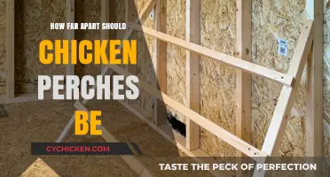 Optimal Spacing for Chicken Perches: A Guide for Happy Flocks