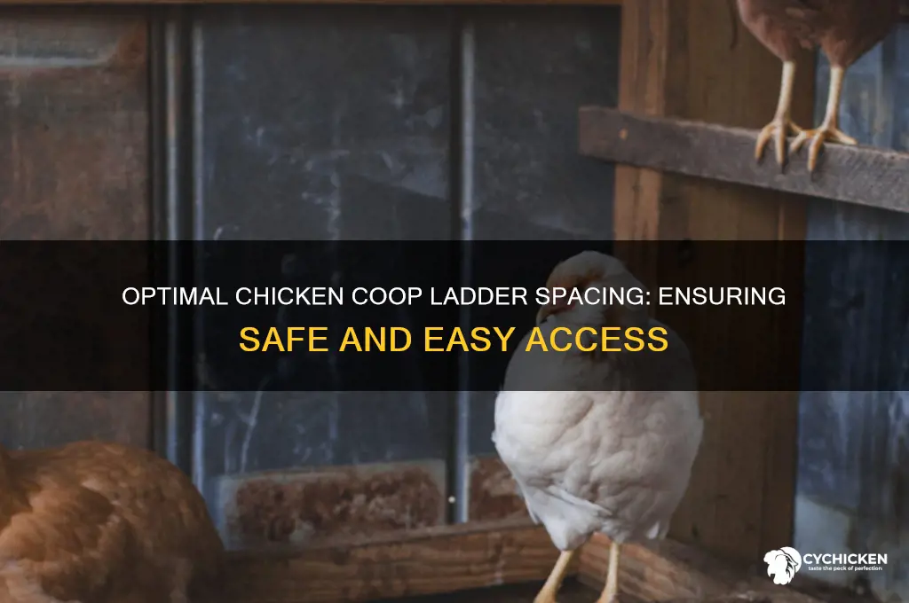 how far apart should chicken steps be