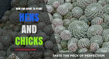 Optimal Spacing for Hens and Chicks: A Planting Guide