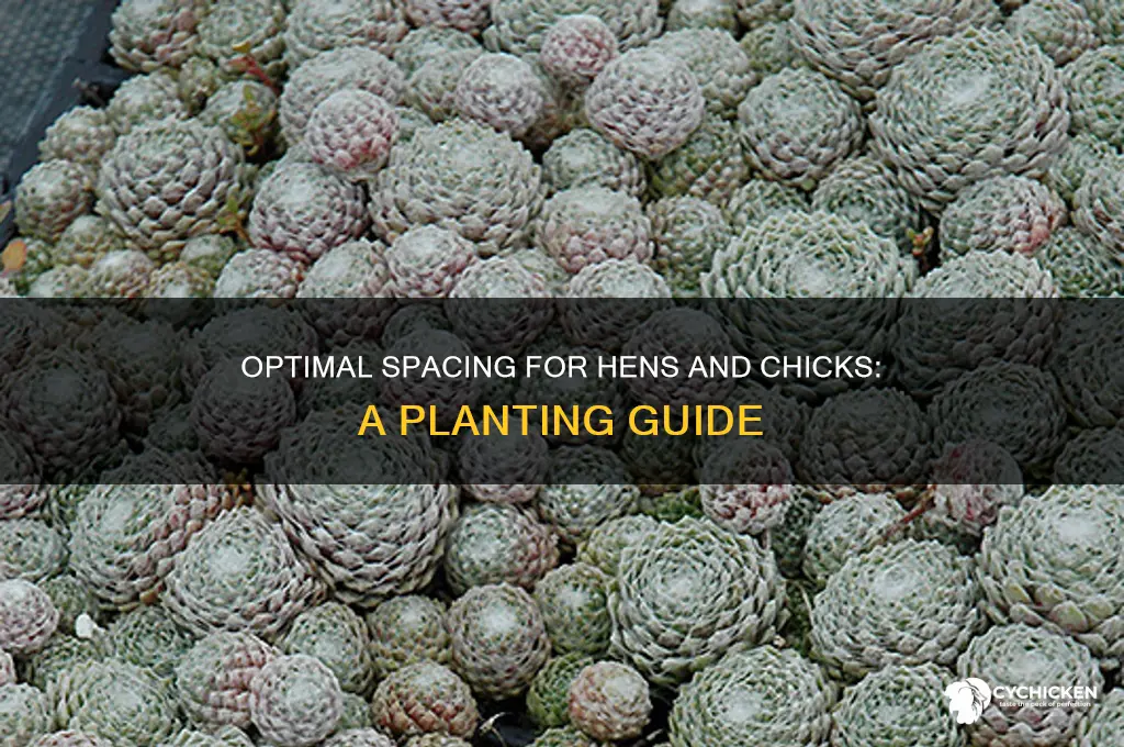 how far apart to plant hens and chicks