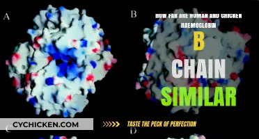Chicken and Human Haemoglobin: Similarities and Differences
