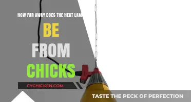 Keep Your Chicks Warm: Heat Lamp Distance Guide