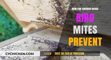 Preventing Chicken House Bird Mites: Effective Strategies for Poultry Farmers
