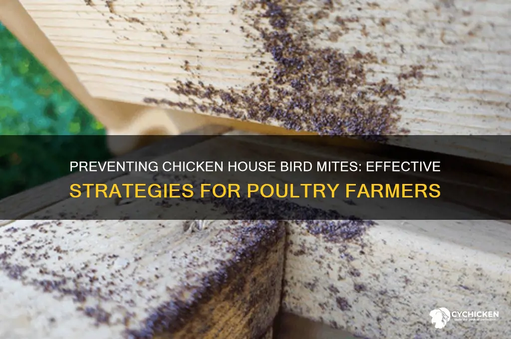 how far chicken house bird mites prevent