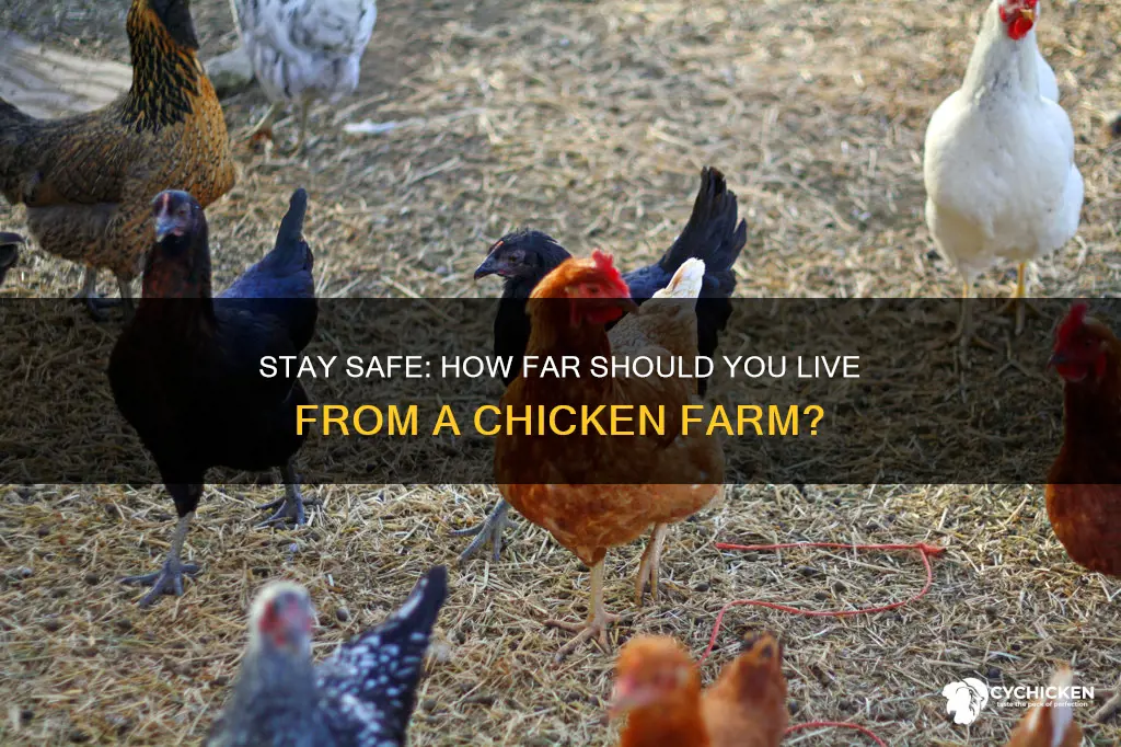 how far do you have to live froma chicken farm
