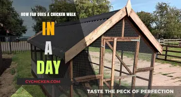 Tracking a Chicken's Trek: Daily Distance