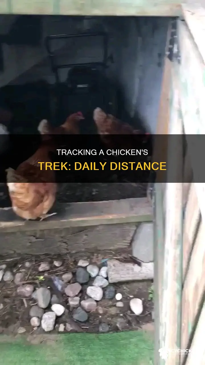 how far does a chicken walk in a day
