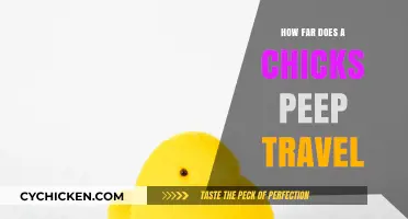 How Far Does a Chick's Peep Travel? Uncovering the Range