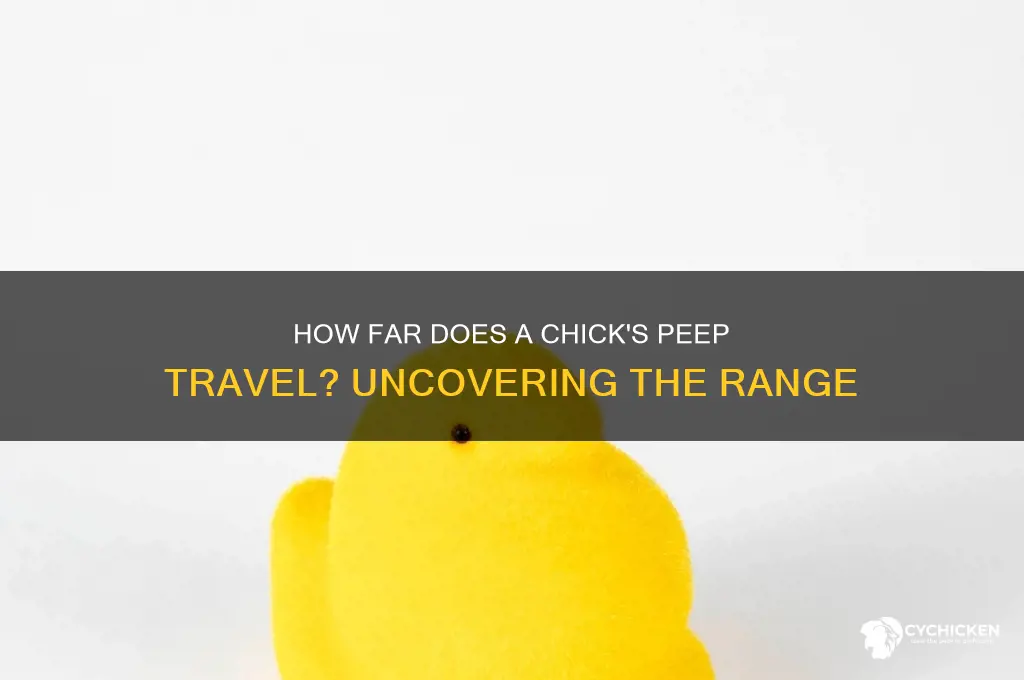 how far does a chicks peep travel