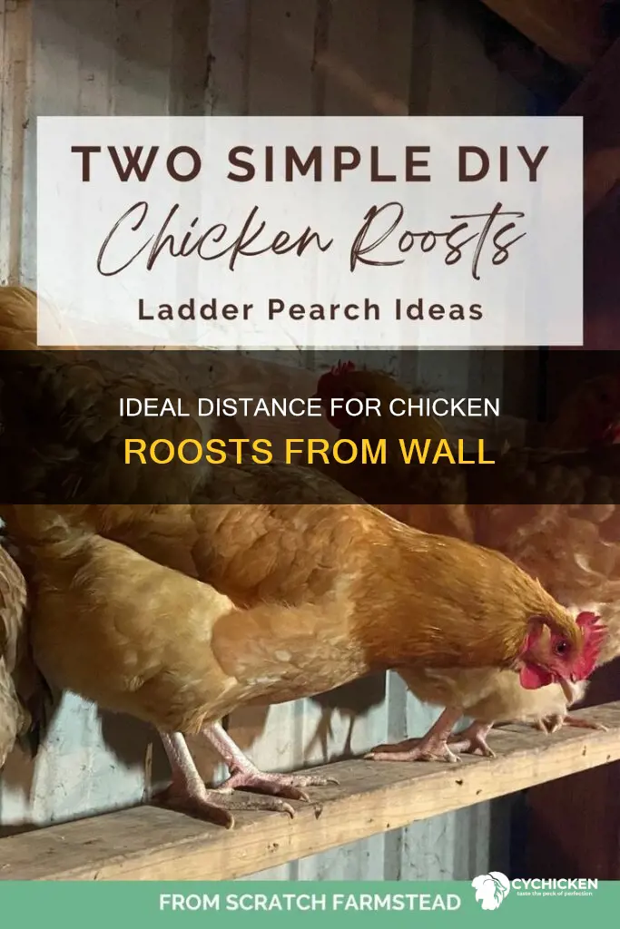 how far from the wall should a chicken roost be