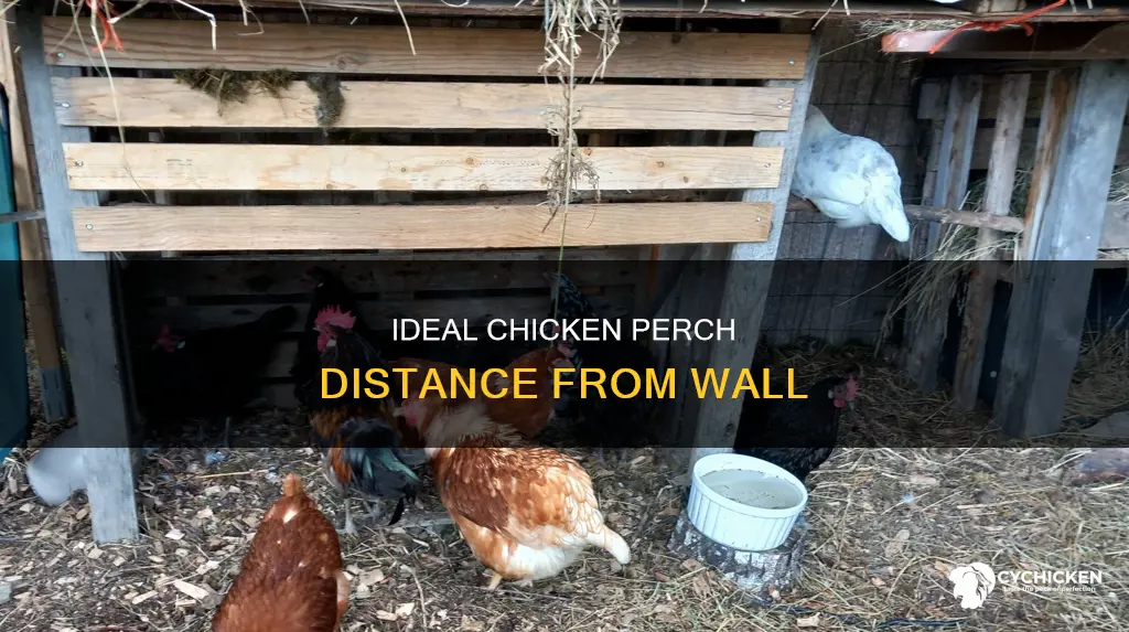 how far from wall should a chicken perch be