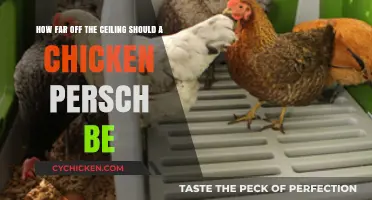 Ideal Height for Chicken Perches: How High is Too High?