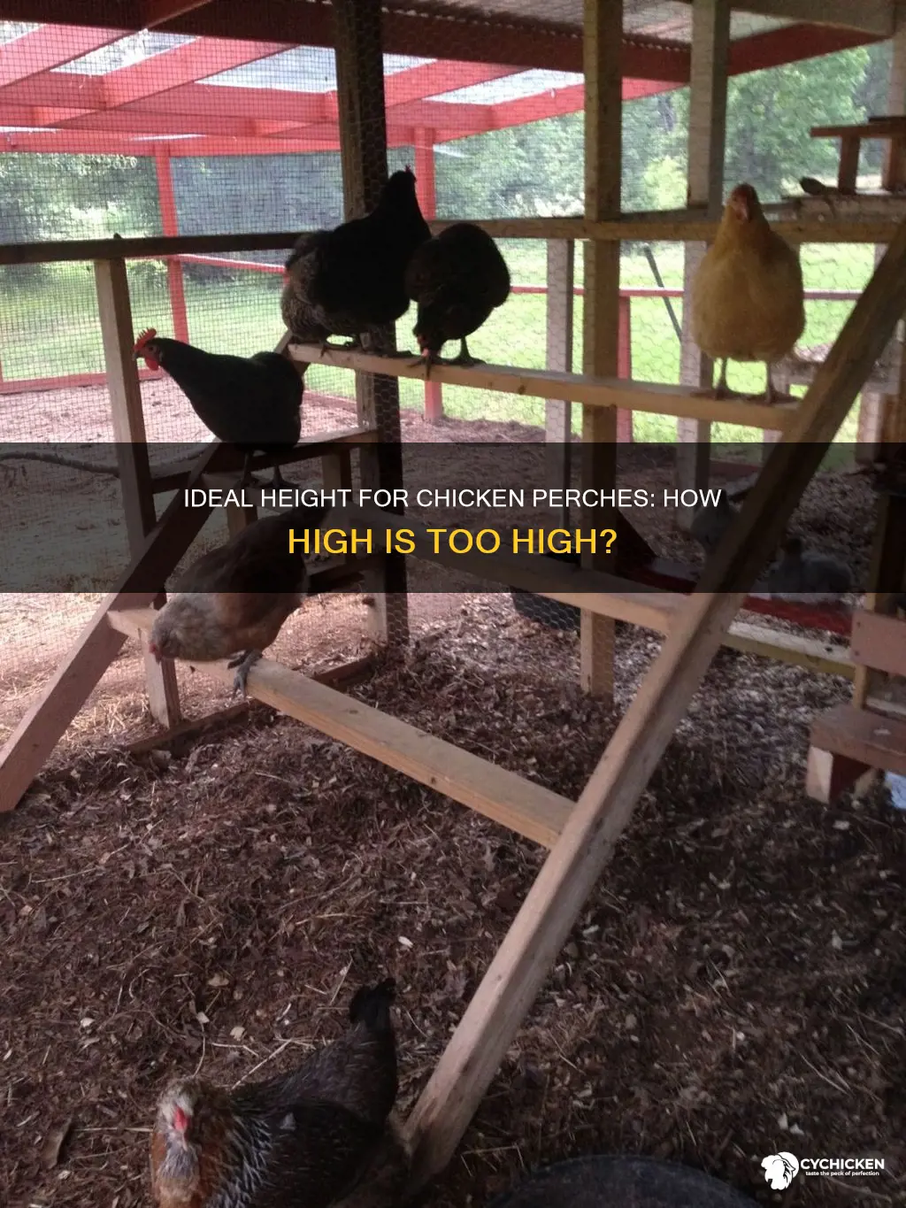 how far off the ceiling should a chicken persch be