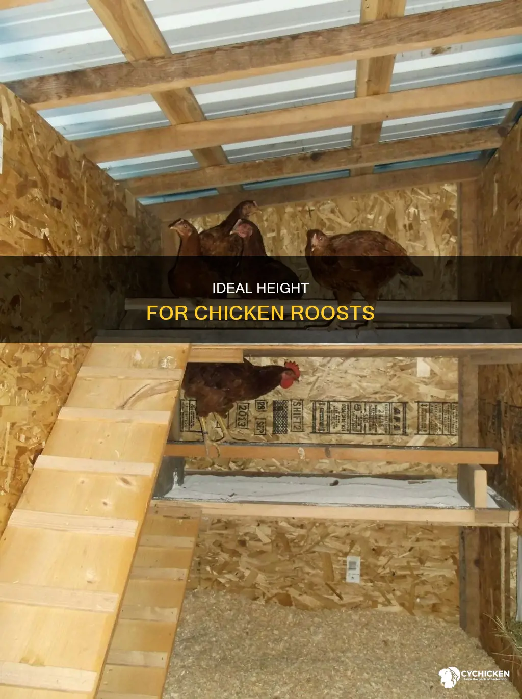 how far off the floor should a chicken roost be