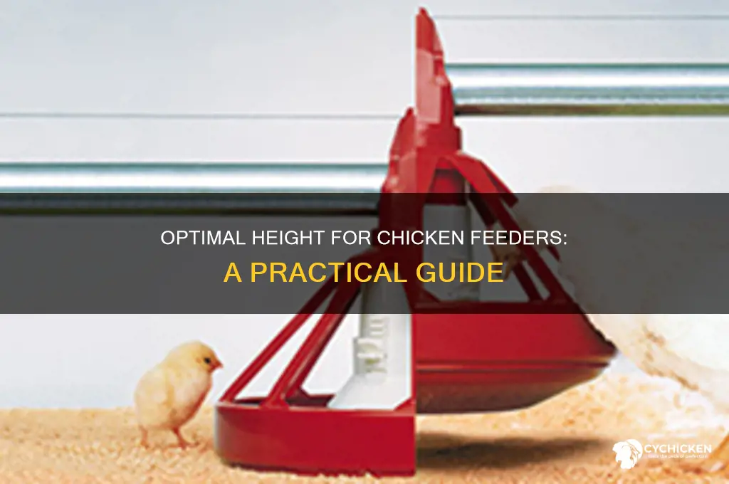 how far off the ground chicken feeders be