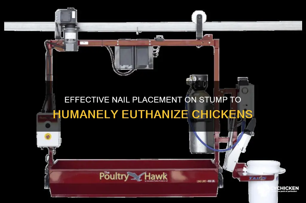 how far place nails stump kill chicken