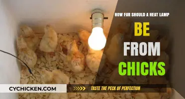 Heat Lamp Distance for Chicks: How Close is Too Close?