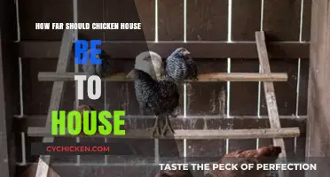 Ideal Distance: Chicken Coop Placement Near Your Home Explained