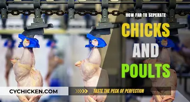 Separating Chicks and Poults: Optimal Timing for Healthy Growth