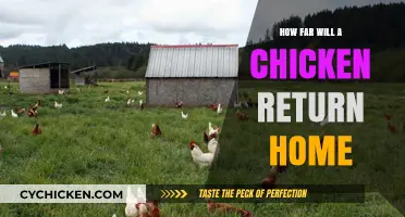 How Far Will a Chicken Travel to Return Home?