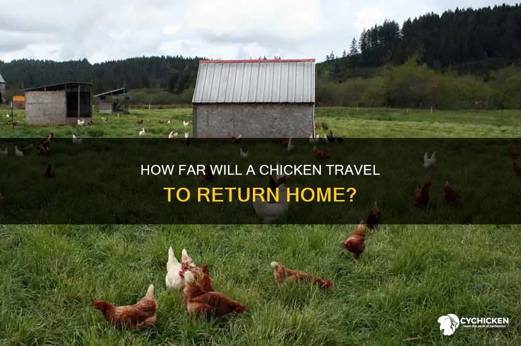 how far will a chicken return home