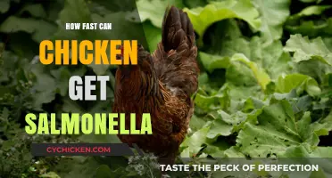 From Farm to Table: Understanding Salmonella Risks in Chicken