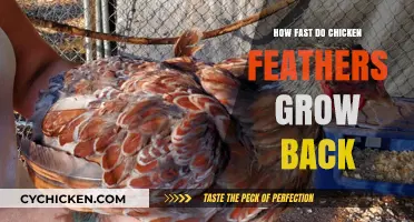 How Quickly Do Chicken Feathers Regrow After Molting?
