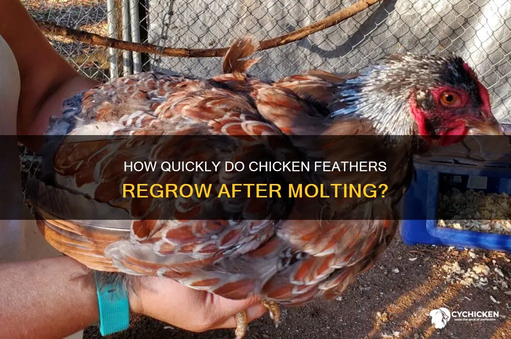 how fast do chicken feathers grow back
