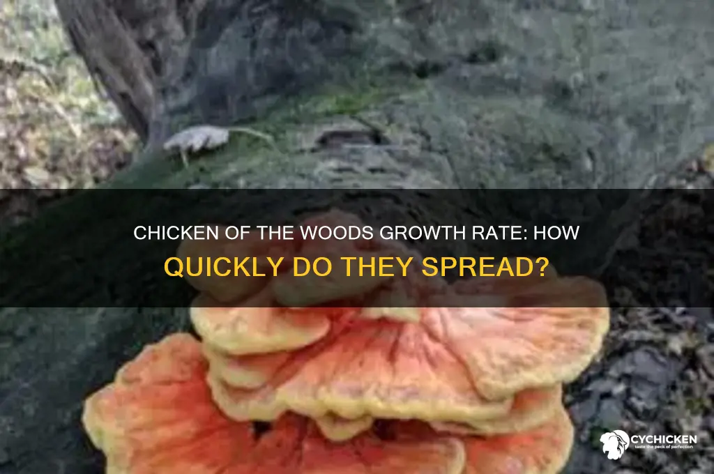 how fast do chicken of the woods grow
