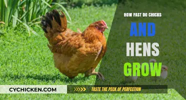 Chicks to Hens: Understanding Their Rapid Growth and Development