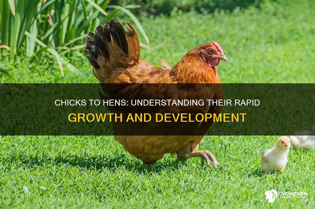 how fast do chicks and hens grow