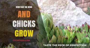 Hens and Chicks Growth Rate: How Quickly Do They Multiply?