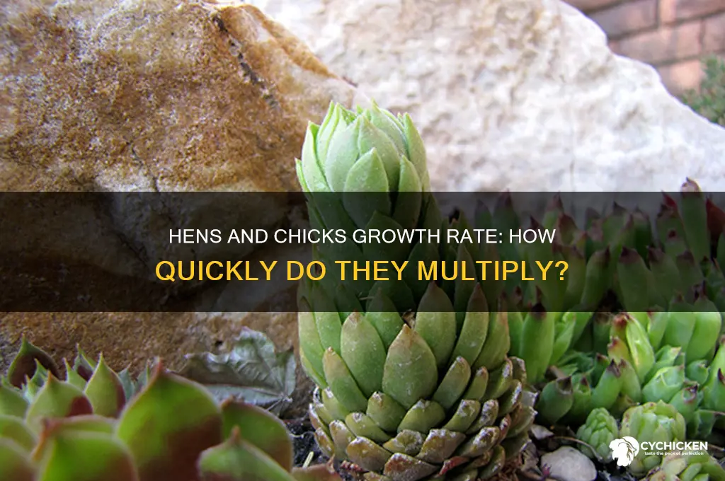 how fast do hens and chicks grow