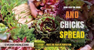 Rapid Growth: How Fast Do Hens and Chicks Spread?