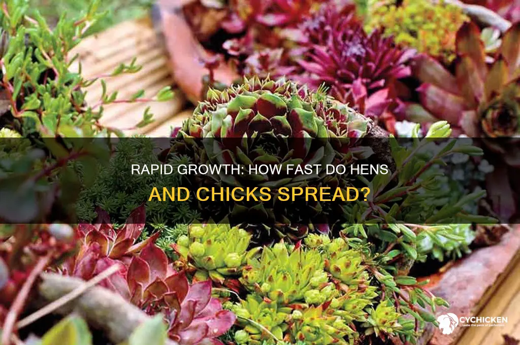 how fast do hens and chicks spread