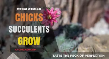 Hens and Chicks Succulents Growth Rate: A Comprehensive Guide