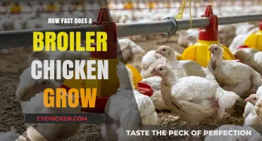 Rapid Broiler Chicken Growth: Unveiling the Astonishing Speed of Development