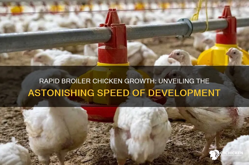 how fast does a broiler chicken grow