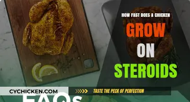 Unnatural Growth: The Shocking Speed of Steroid-Enhanced Chickens