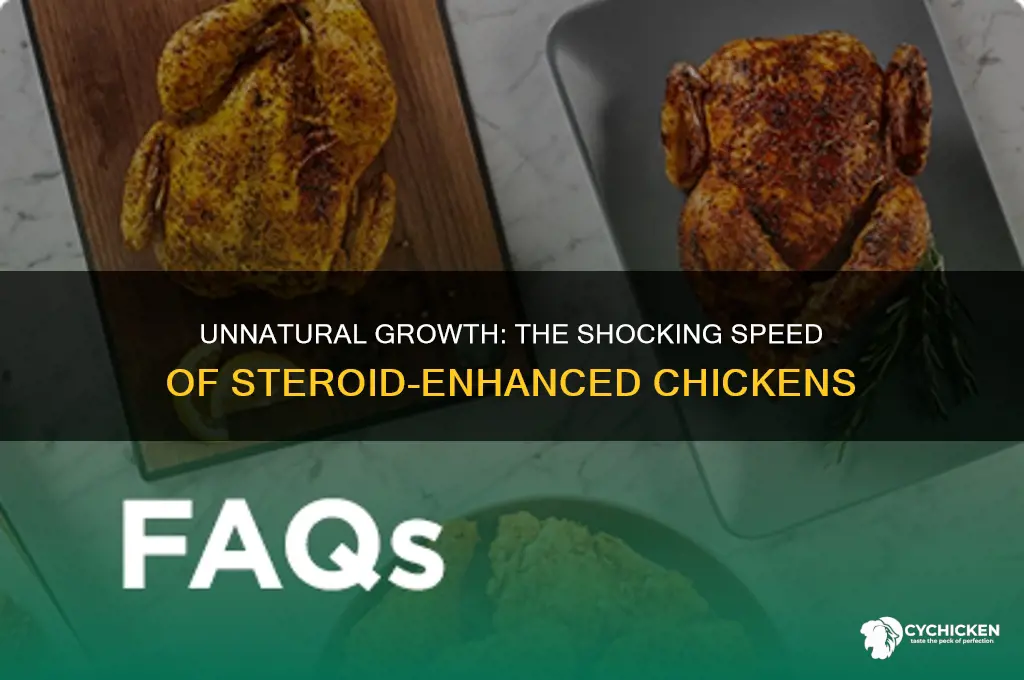 how fast does a chicken grow on steroids