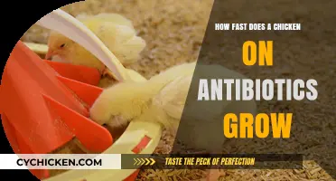Antibiotics and Chicken Growth: Uncovering the Rapid Development Process