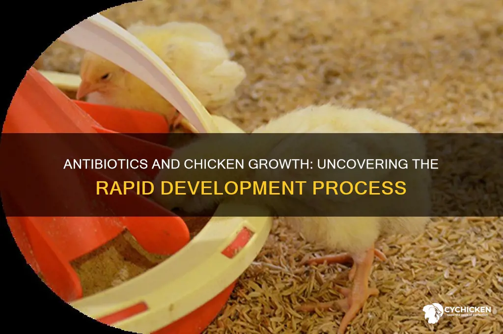 how fast does a chicken on antibiotics grow