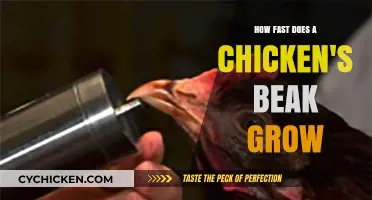 How Fast Does a Chicken's Beak Grow: Uncovering the Surprising Truth