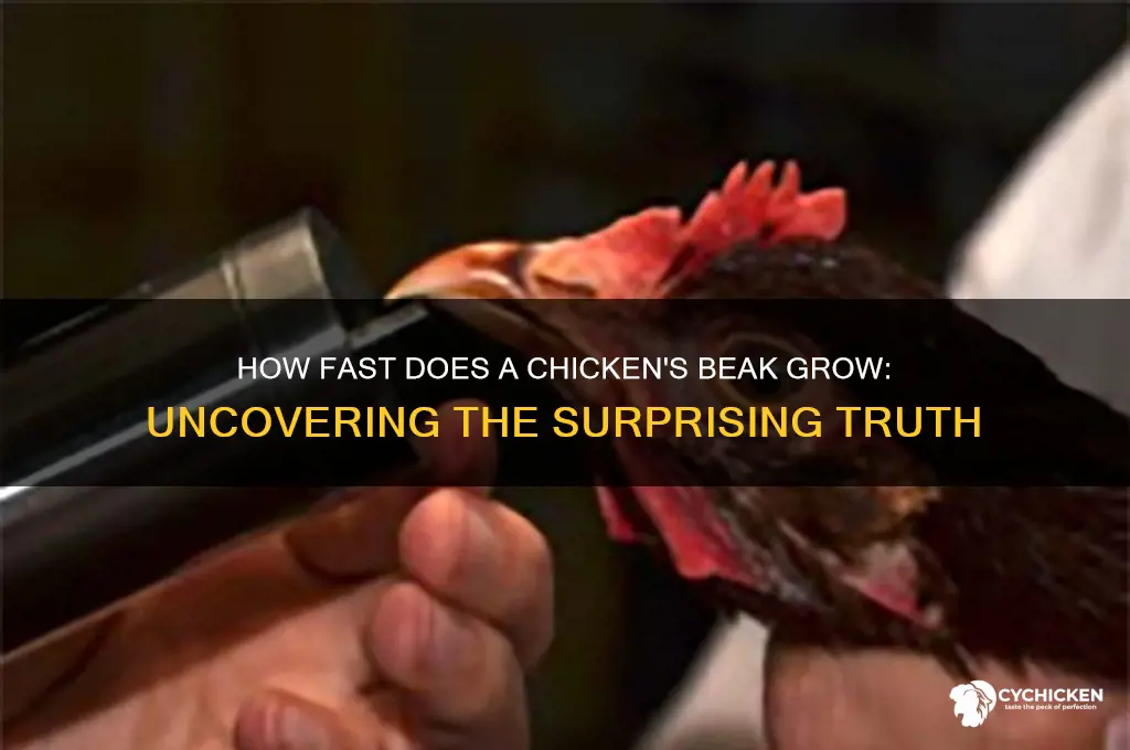 how fast does a chicken