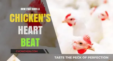 The Surprising Speed of a Chicken's Heart: Uncovering the Beat