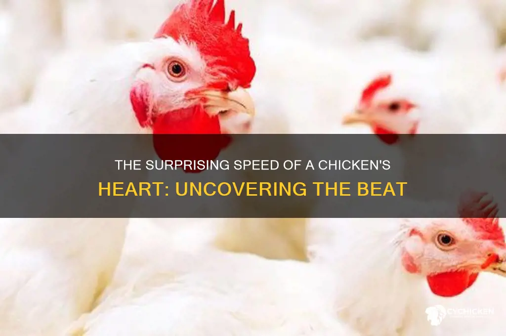 how fast does a chicken