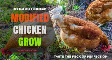 Rapid Growth of Genetically Modified Chickens: Unveiling the Speed