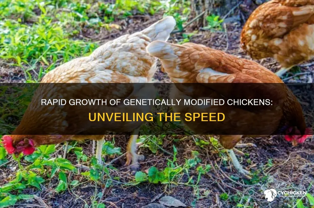 how fast does a genetically modified chicken grow