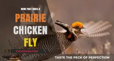 Prairie Chicken Flight Speed: Uncovering Their Swift Aerial Abilities